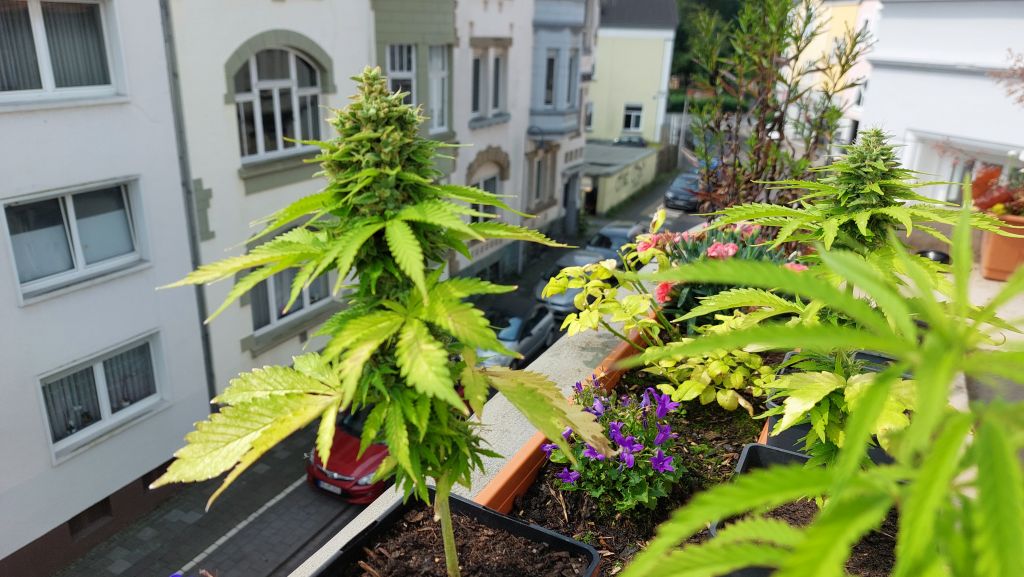 Cannabis-Pflanze