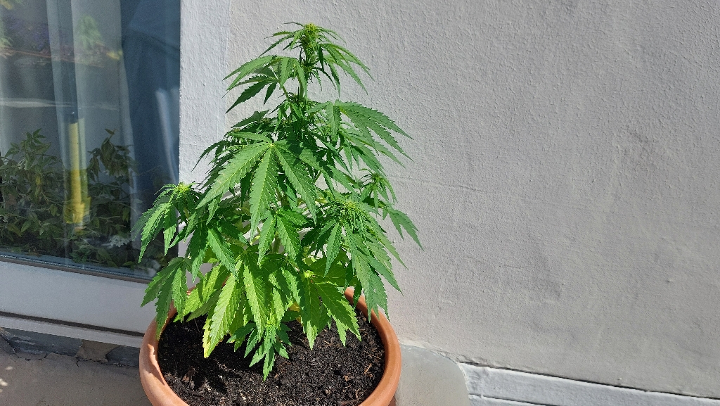 Cannabis-Pflanze