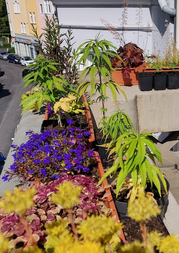 Balkon in Hamm